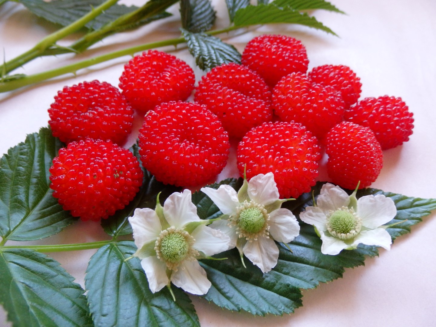 Buy Atherton Raspberry Plant Rubus fraxinifolius